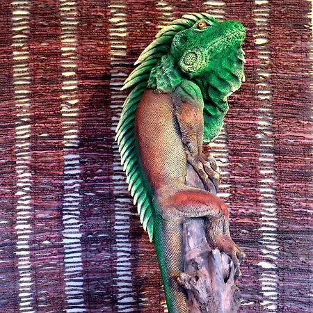 Bed and breakfast Flamingo Vendeghaz